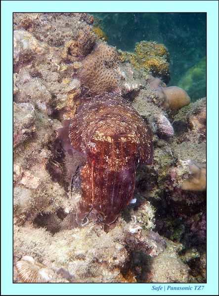 2012 - 03 - Koh Kradan 13